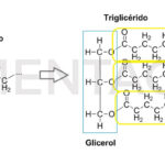 ¿Que es el E937 - Ésteres de ácidos grasos de glicerol y propanoato de sodio?