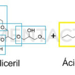 ¿Que es el E938 - Ésteres de poliglicerol de ácidos grasos?