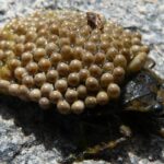 ¿Que es la Trisoctafobia?