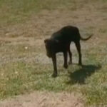 ¿Que es la Zoofilia?